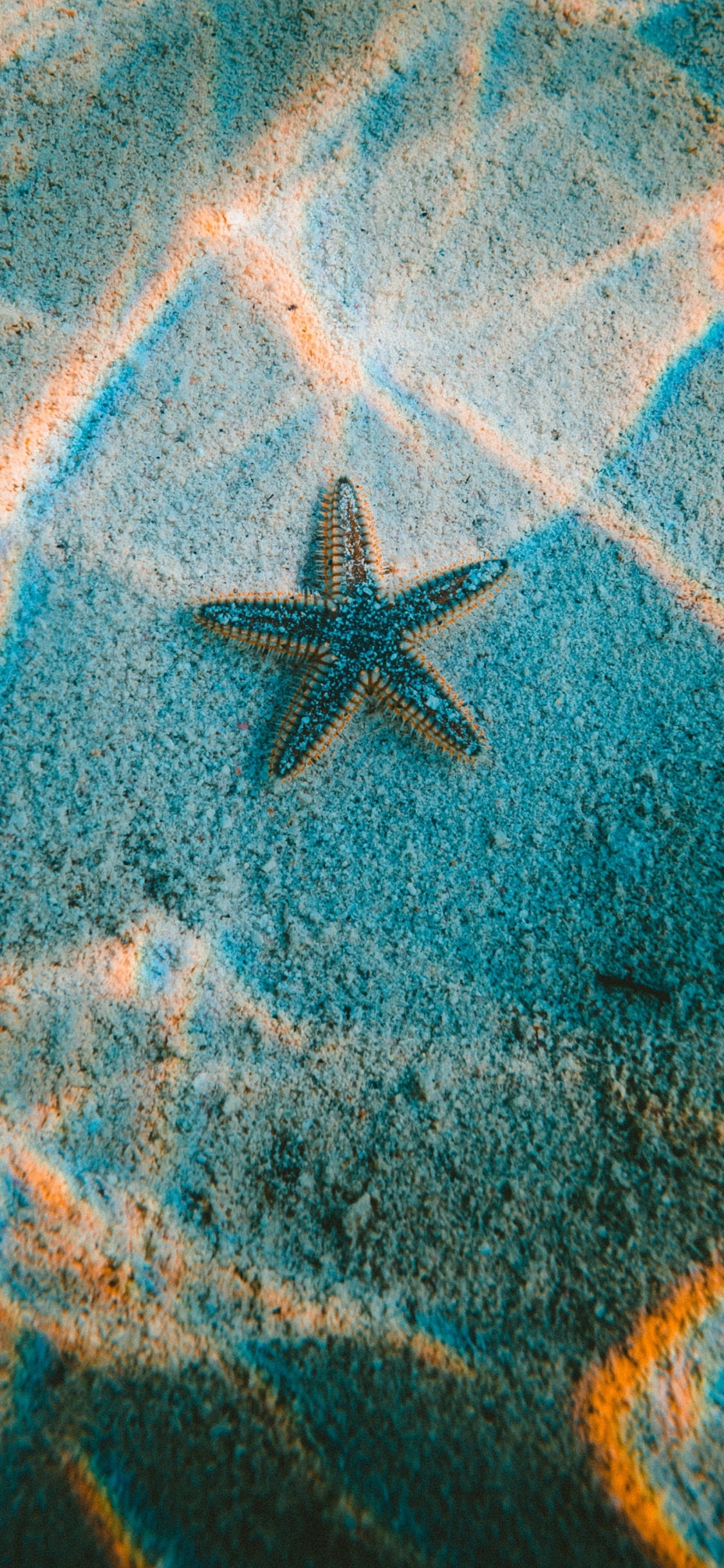 Download mobile wallpaper Starfish, Animal, Underwater for free.