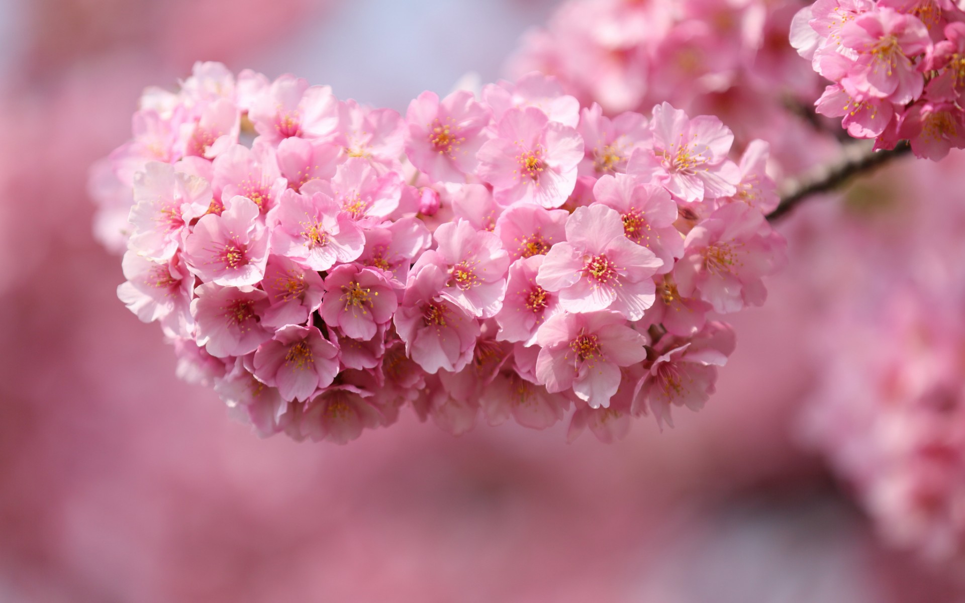 Free download wallpaper Flowers, Earth, Blossom on your PC desktop