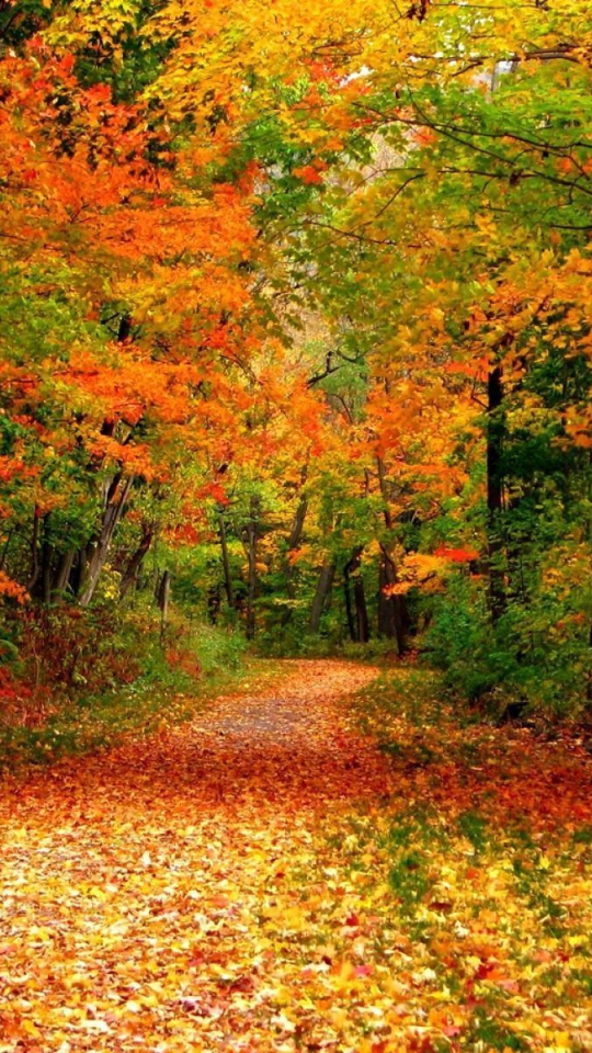 Download mobile wallpaper Forest, Tree, Leaf, Fall, Earth, Path for free.