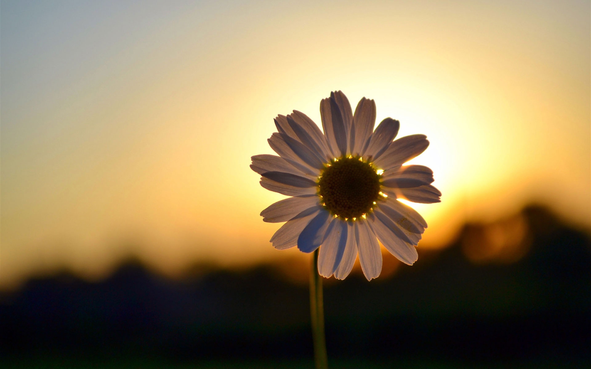 Téléchargez gratuitement l'image Fleurs, Fleur, Terre/nature sur le bureau de votre PC