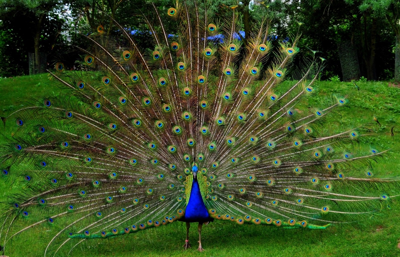 Descarga gratuita de fondo de pantalla para móvil de Pavo Real, Aves, Animales.