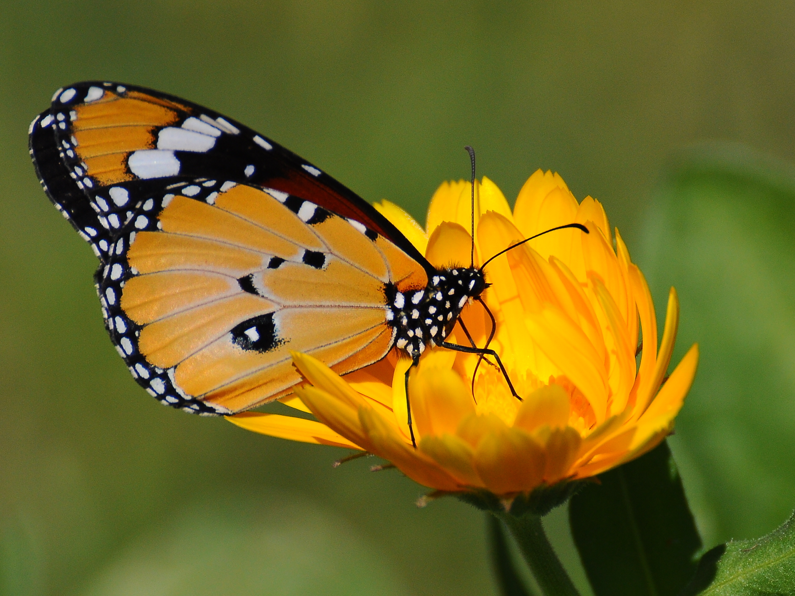 569618 Bildschirmschoner und Hintergrundbilder Schmetterlinge auf Ihrem Telefon. Laden Sie  Bilder kostenlos herunter