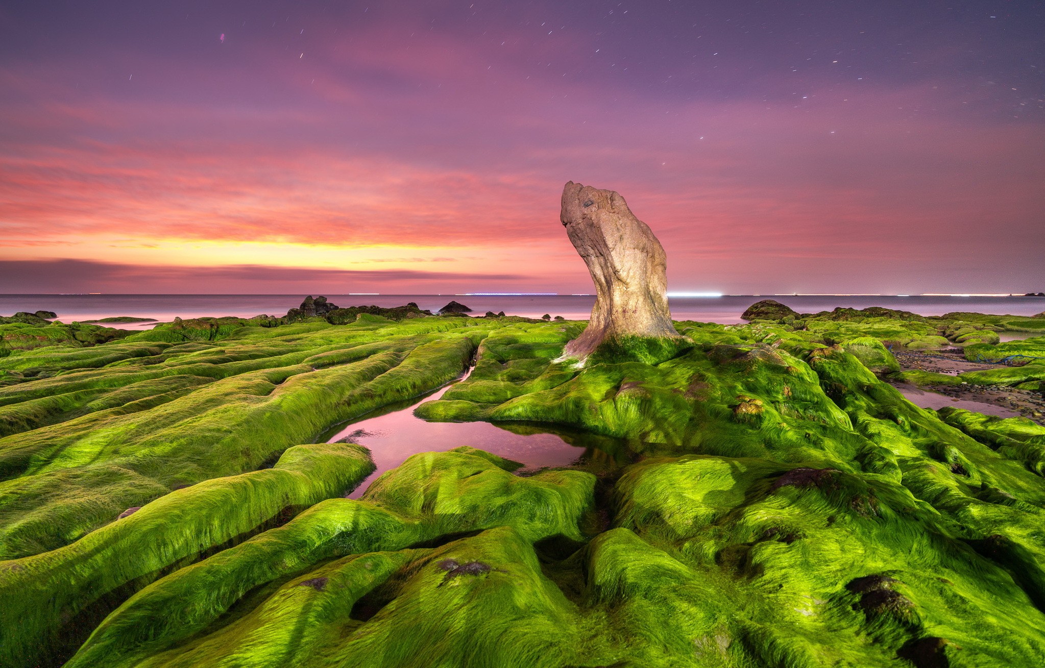 Free download wallpaper Earth, Moss on your PC desktop