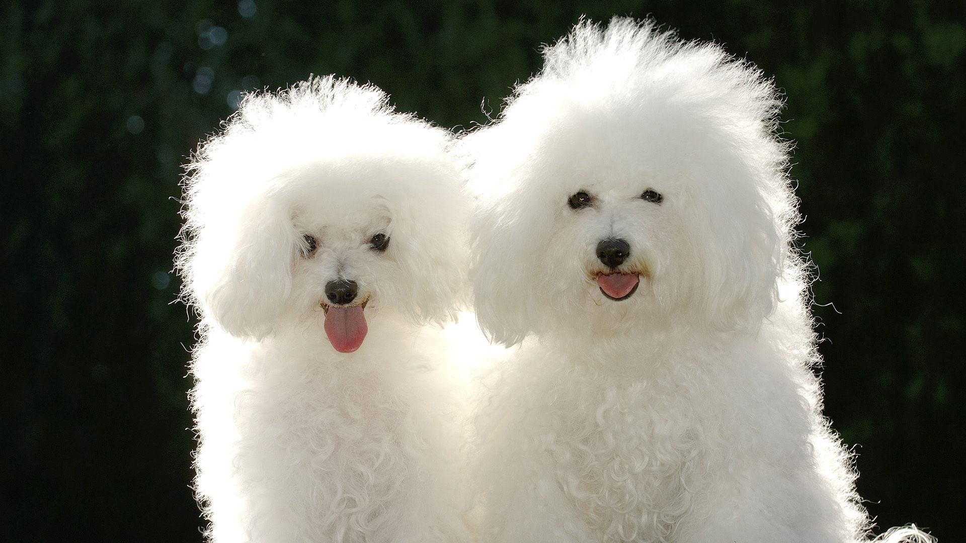Download mobile wallpaper Animals, Poodle, Shadow, Pair, Couple, Dogs for free.