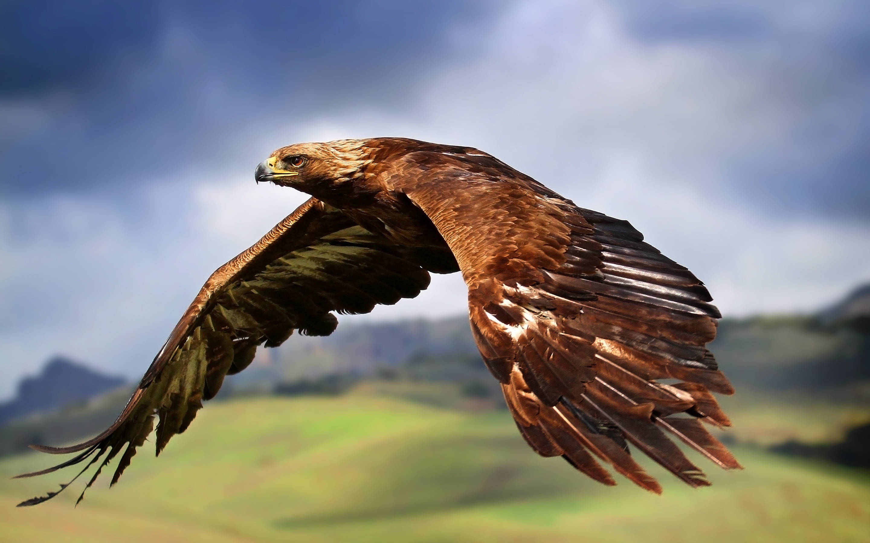 eagle, predator, animals, bird, flight, wings, wave, sweep