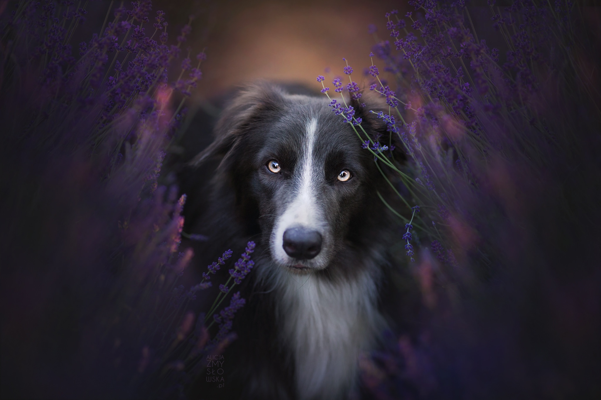 無料モバイル壁紙動物, 犬, ボーダーコリー, 見詰める, 紫色の花をダウンロードします。