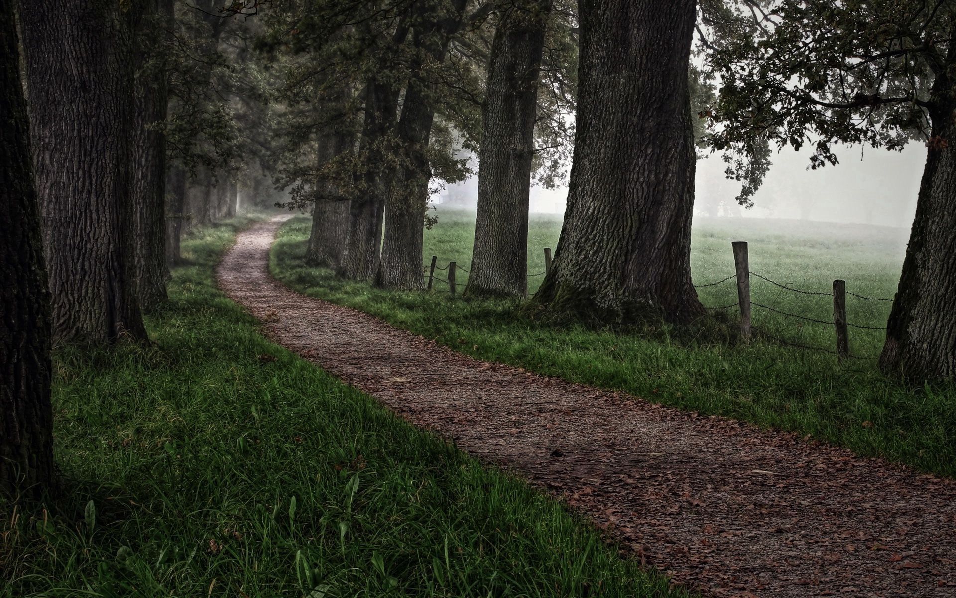 Free download wallpaper Trees, Grass, Nature, Road, Forest, Fog on your PC desktop