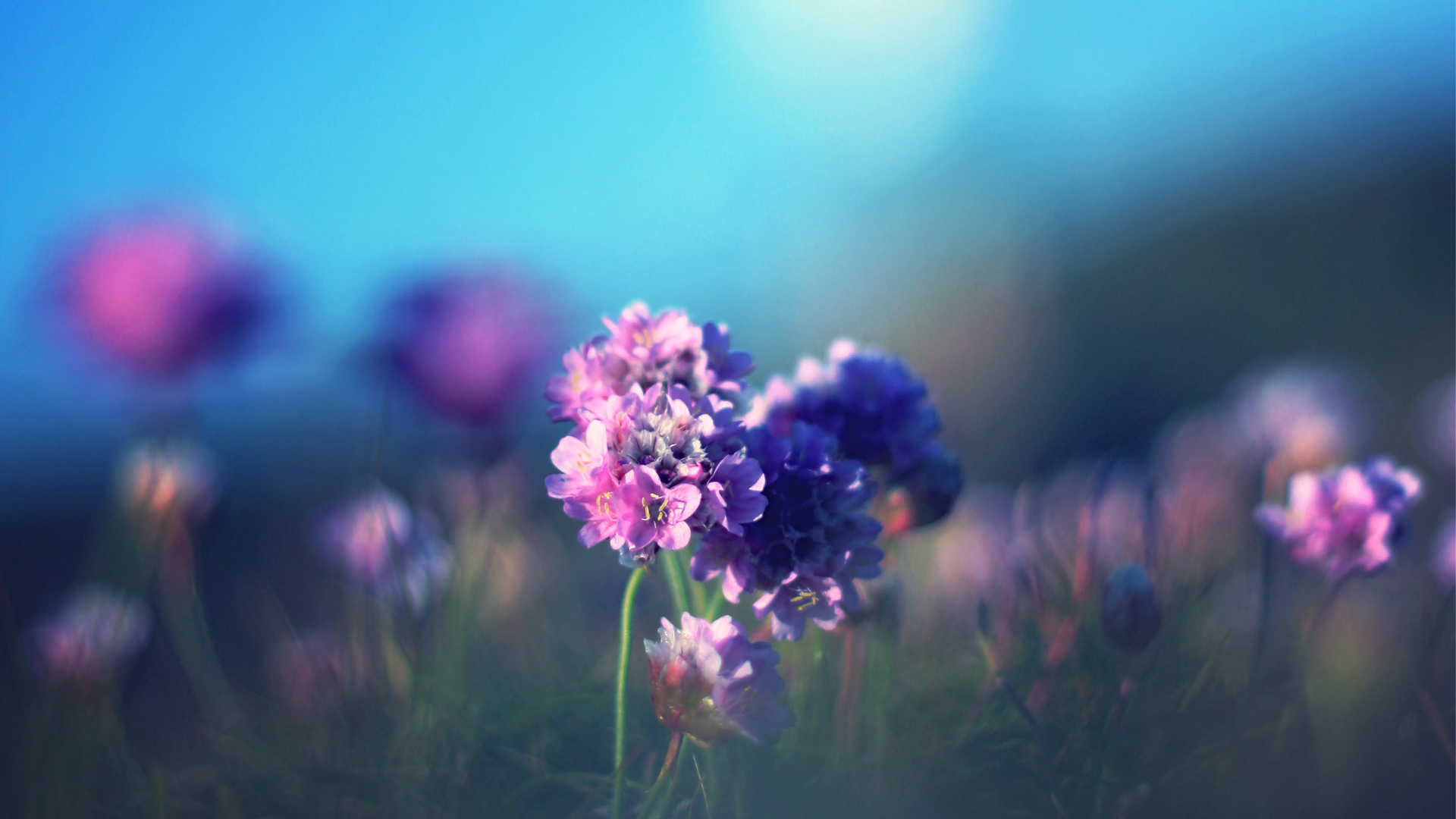 Téléchargez gratuitement l'image Fleurs, Fleur, Terre/nature sur le bureau de votre PC