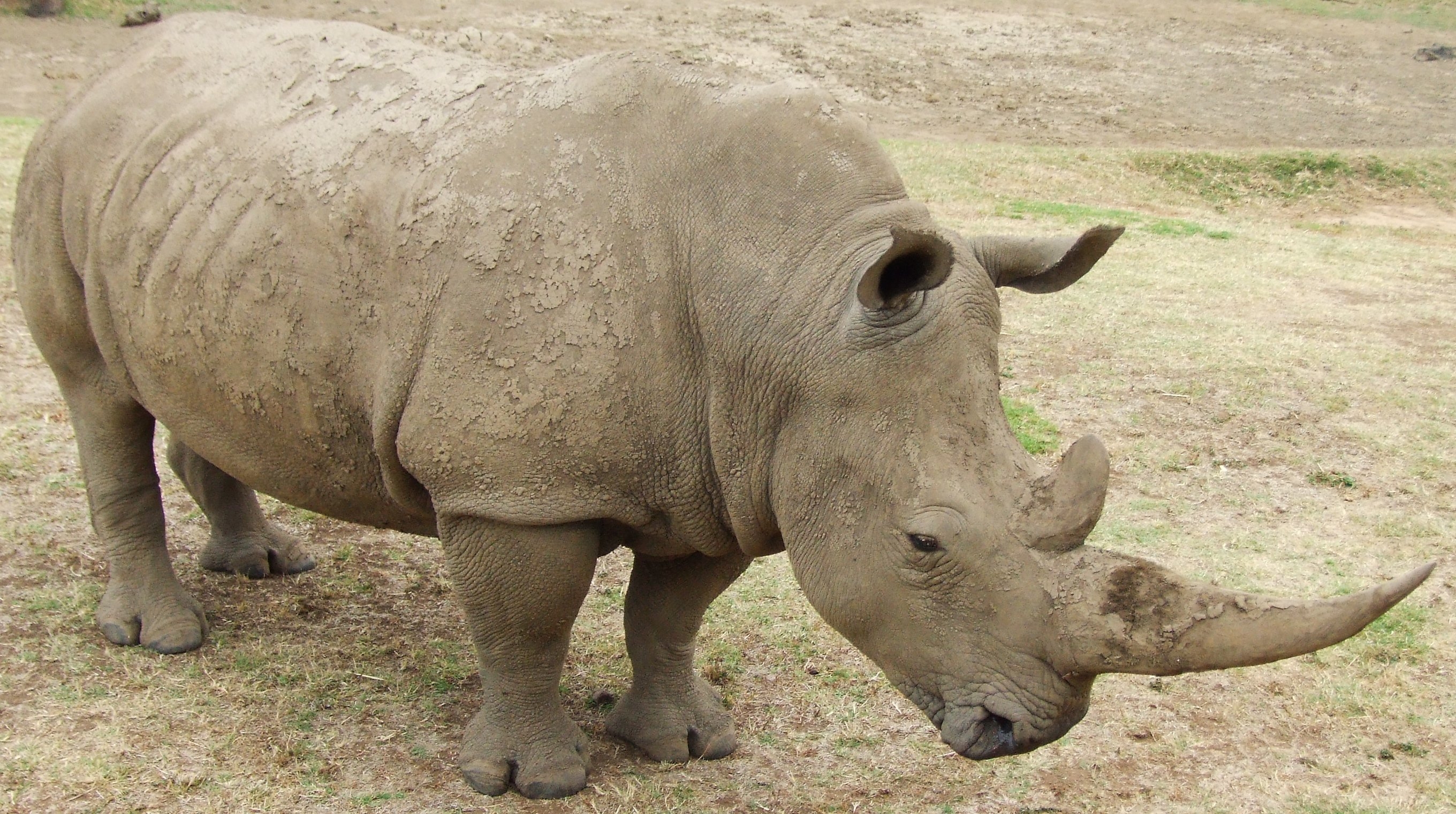 rhinoceros, animals, grass, mud, dirt