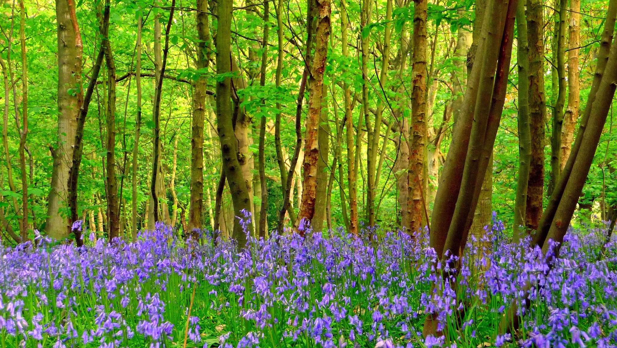 Download mobile wallpaper Grass, Flower, Forest, Earth, Purple Flower for free.