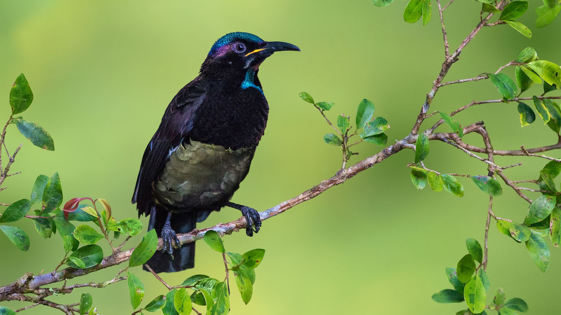 Descarga gratuita de fondo de pantalla para móvil de Animales, Aves, Ave.