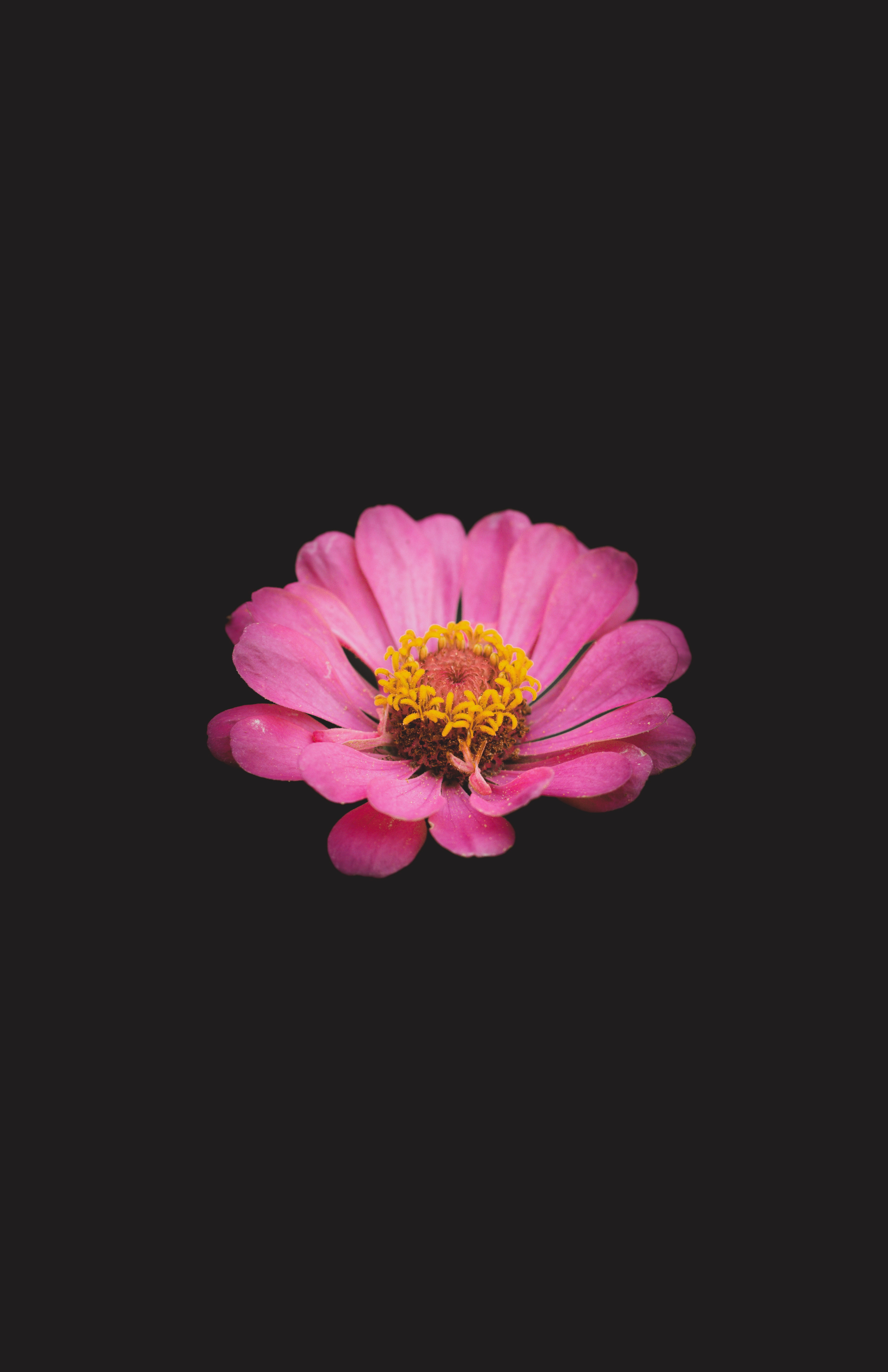100062 скачать обои цветы, цветок, минимализм, розовый, цинния - заставки и картинки бесплатно