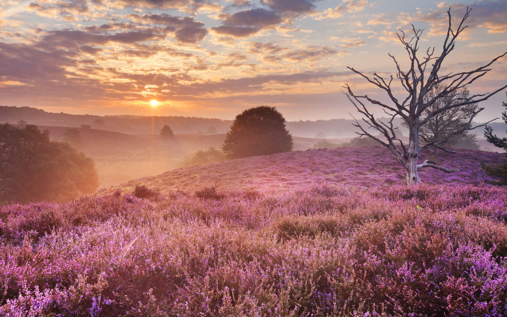 Free download wallpaper Flowers, Earth, Lavender on your PC desktop