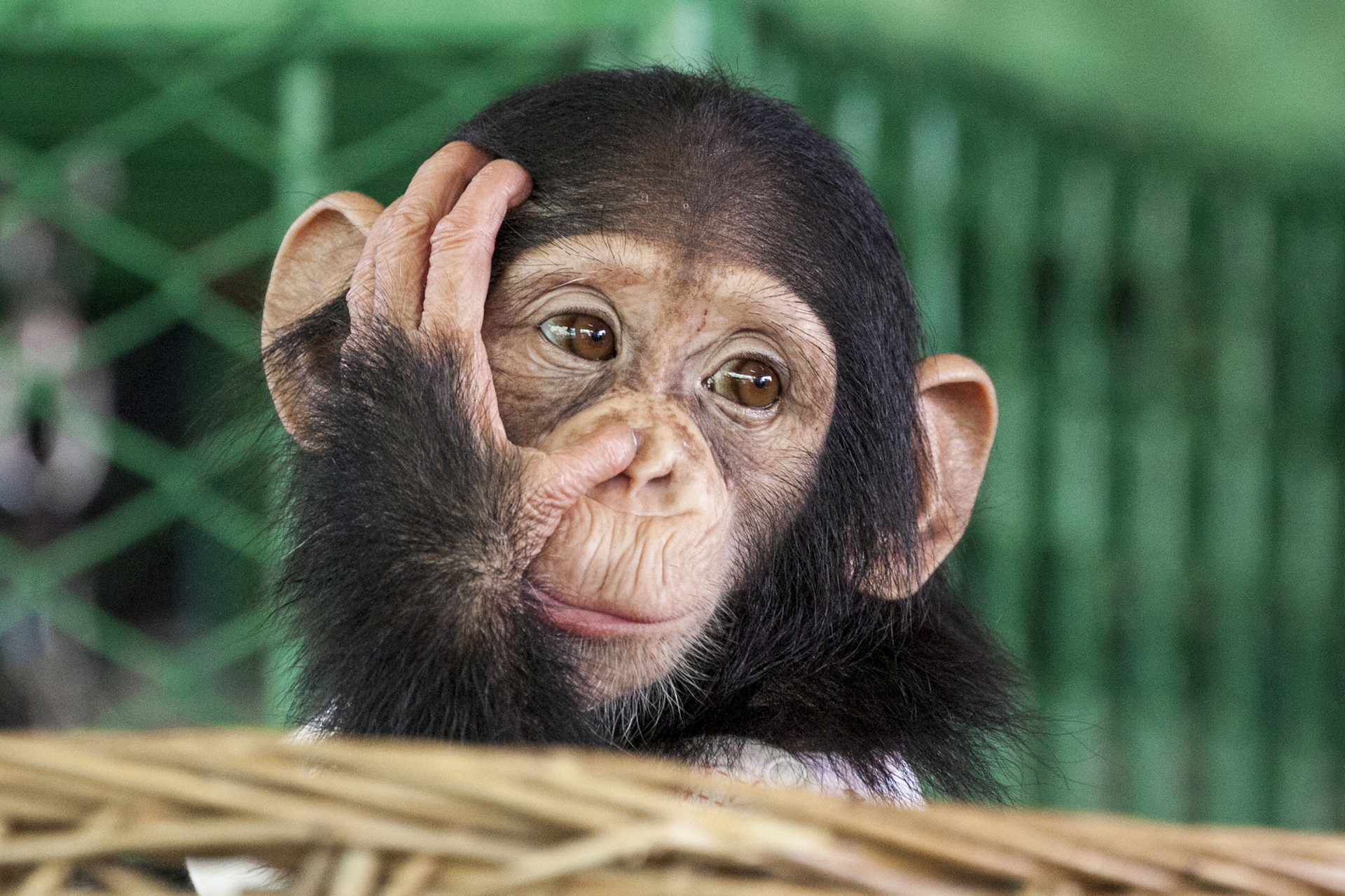 Free download wallpaper Monkeys, Monkey, Animal, Cute, Chimpanzee on your PC desktop