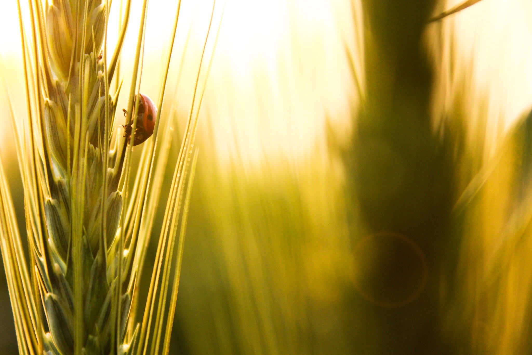 Download mobile wallpaper Wheat, Close Up, Insect, Animal, Ladybug, Sunny for free.