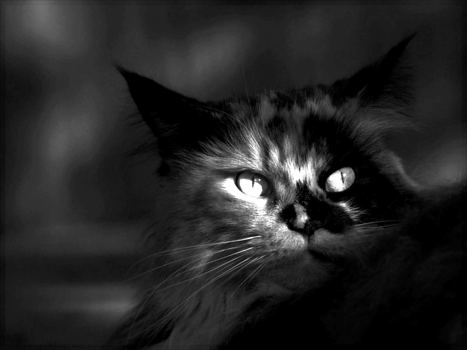 Download mobile wallpaper Head, Eye, Cat, Cats, Animal for free.