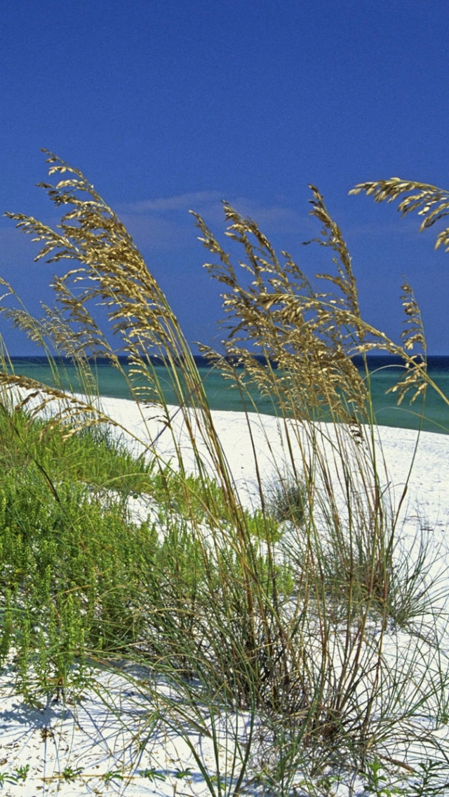Скачать картинку Трава, Пляж, Песок, Океан, Земля/природа в телефон бесплатно.