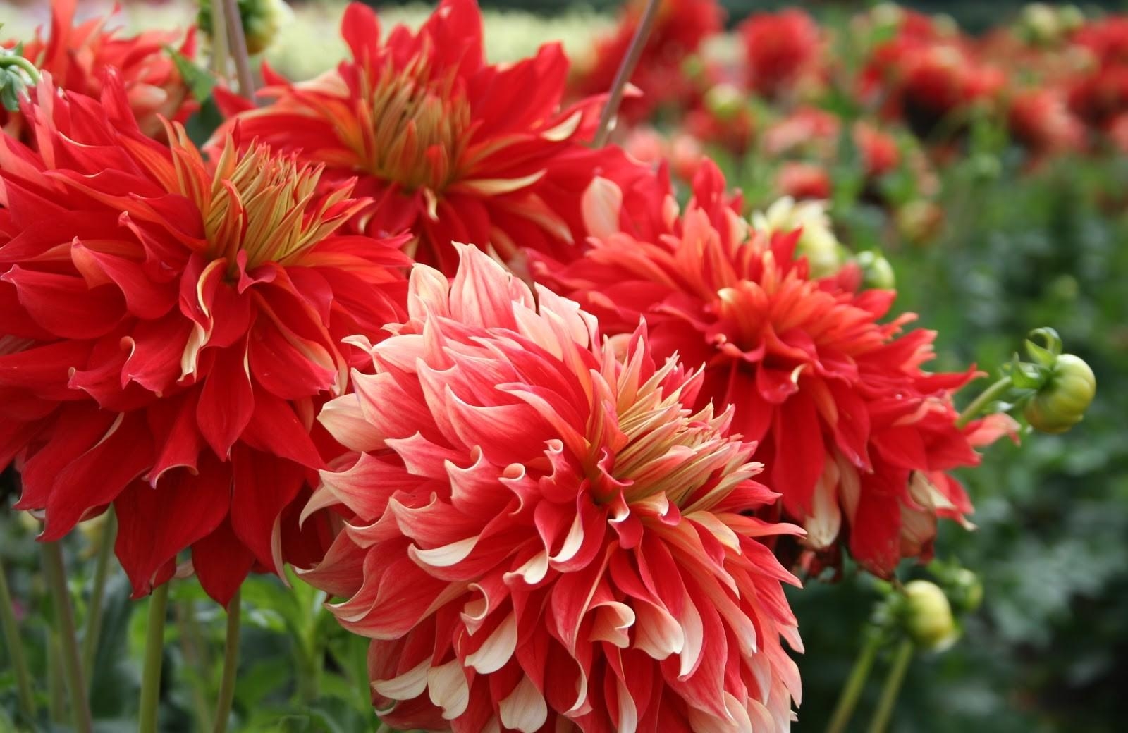 dahlias, flowers, red, flower bed, flowerbed, disbanded, loose images