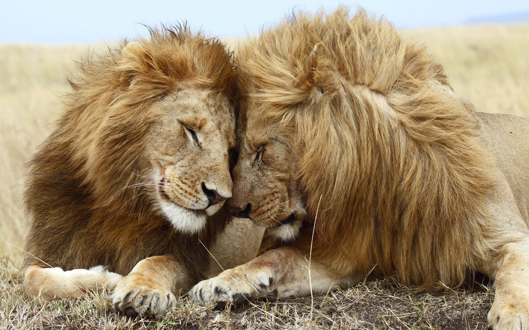 1436442 descargar imagen animales, león: fondos de pantalla y protectores de pantalla gratis