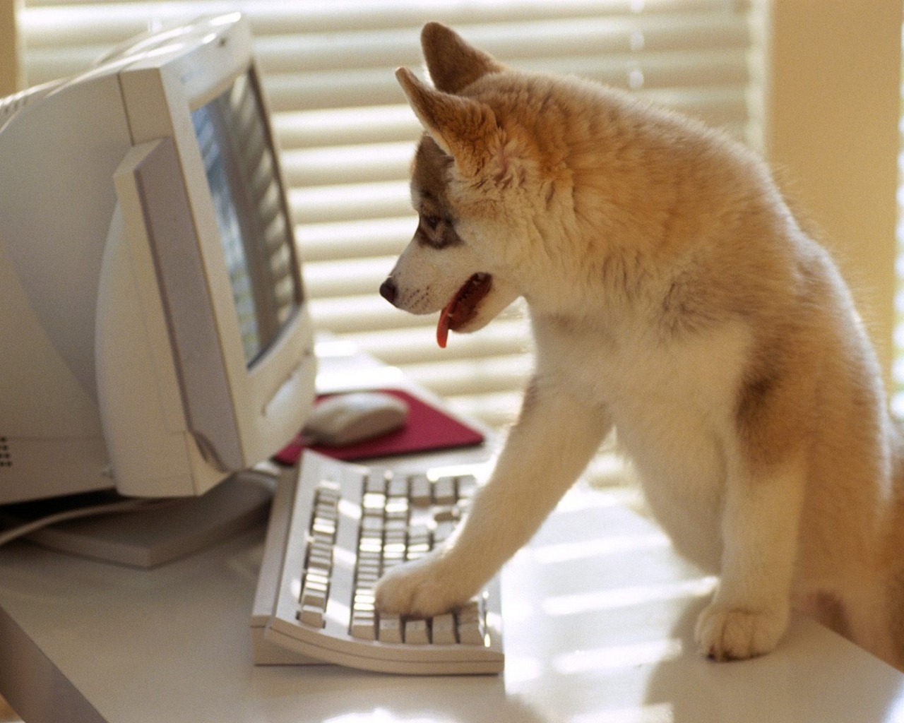 Laden Sie das Tiere, Schlittenhund, Welpe-Bild kostenlos auf Ihren PC-Desktop herunter