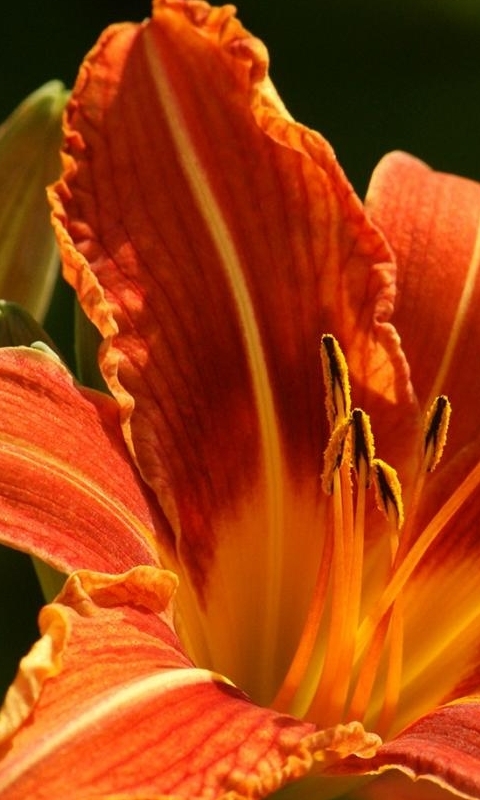 Скачать картинку Цветок, Земля/природа, Лили, Лилейник, Оранжевый Цветок, Флауэрсы в телефон бесплатно.