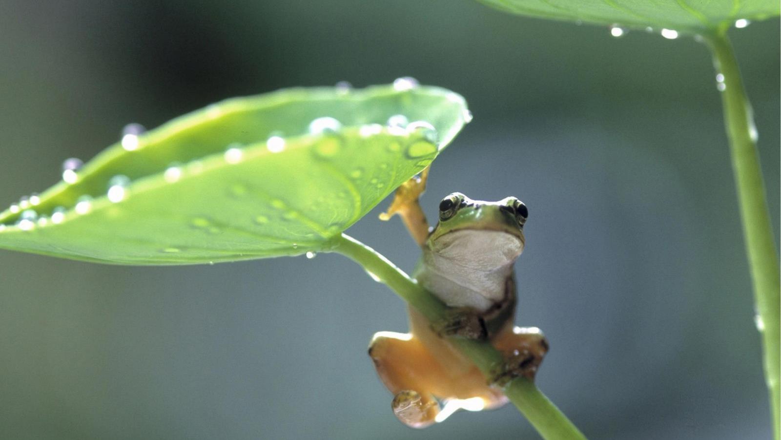 Download mobile wallpaper Tree Frog, Frogs, Animal for free.