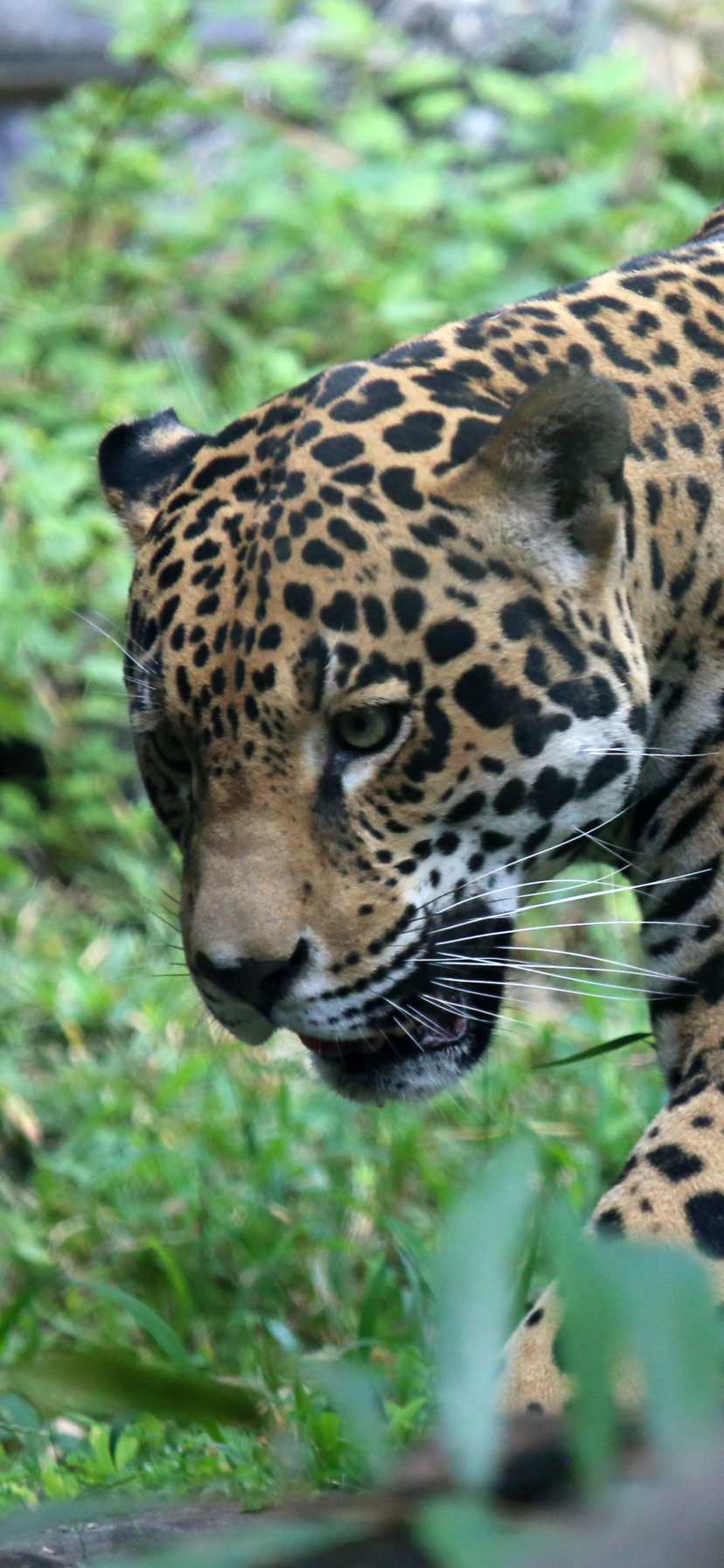 Download mobile wallpaper Cats, Jaguar, Animal for free.