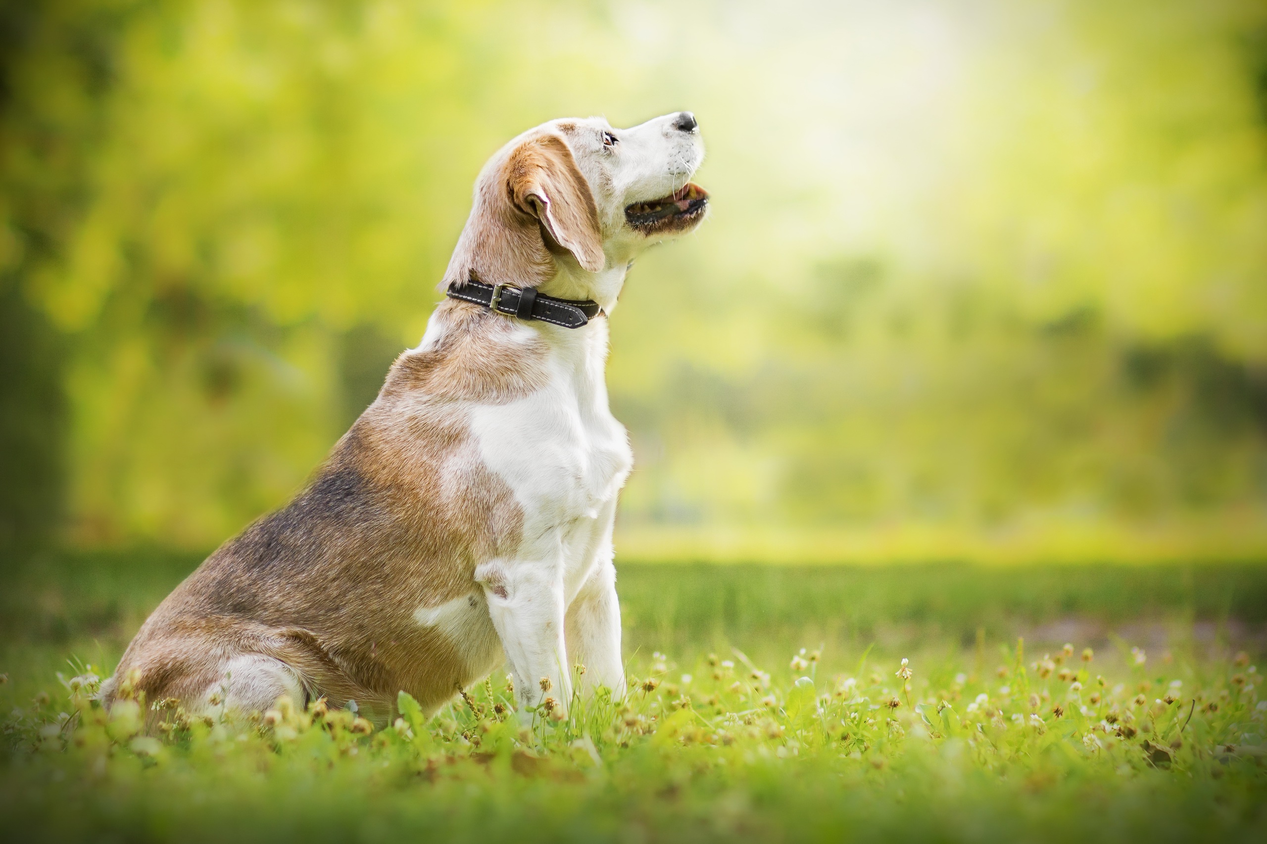 Free download wallpaper Dogs, Dog, Animal, Beagle, Depth Of Field on your PC desktop