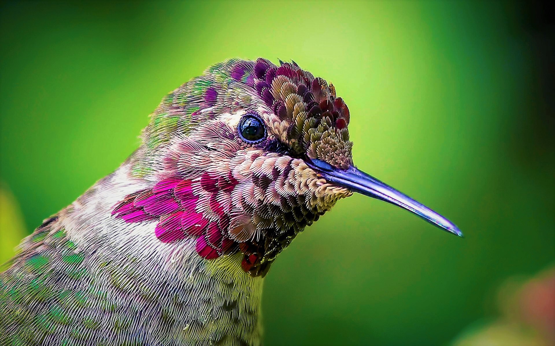 Laden Sie das Tiere, Vögel, Vogel, Nahansicht, Kolibri-Bild kostenlos auf Ihren PC-Desktop herunter