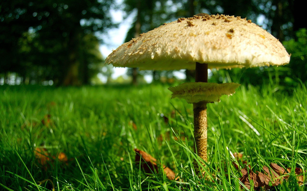 Téléchargez des papiers peints mobile Champignon, Terre/nature gratuitement.