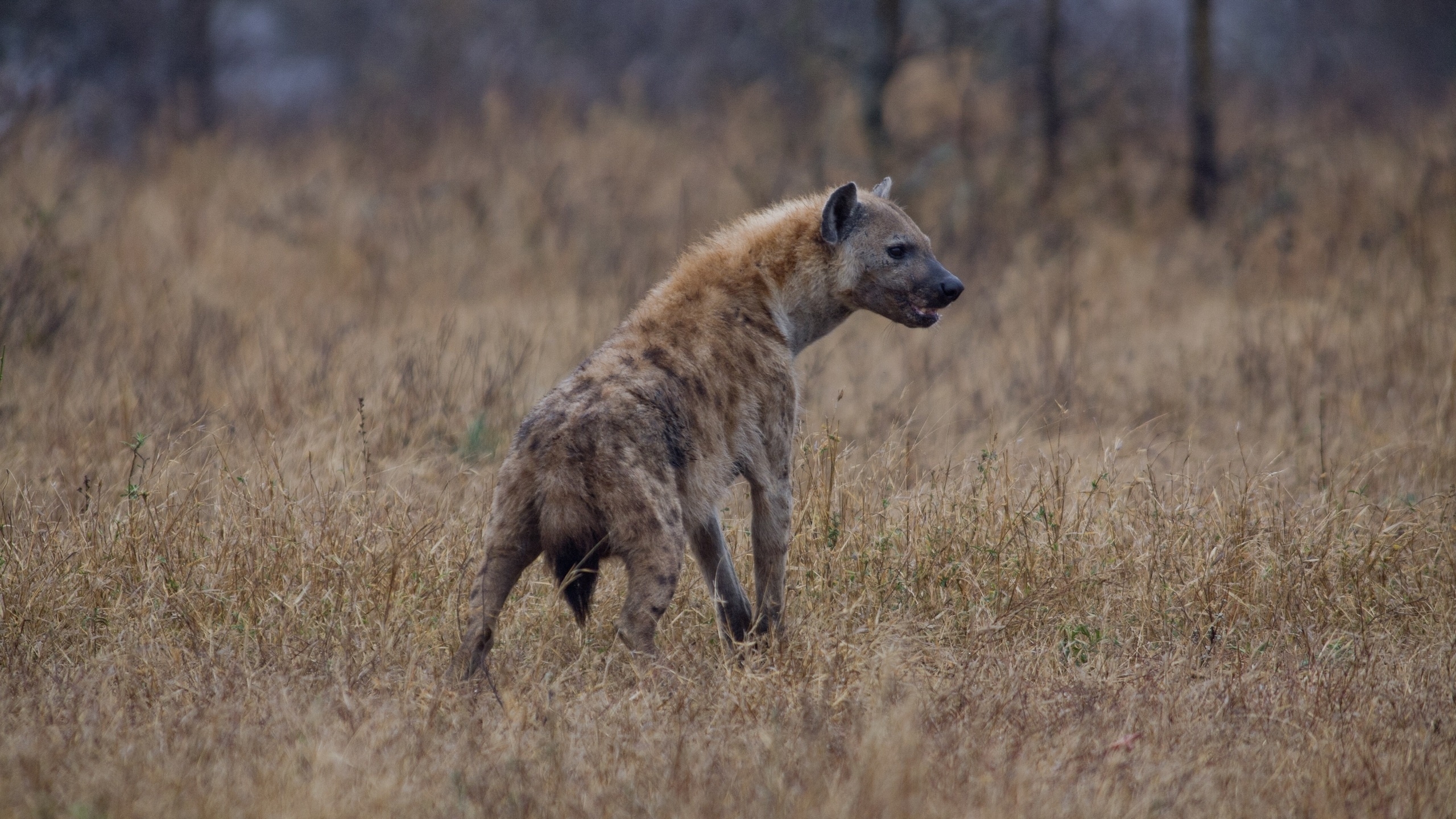 1484757 Hintergrundbild herunterladen tiere, hyäne - Bildschirmschoner und Bilder kostenlos