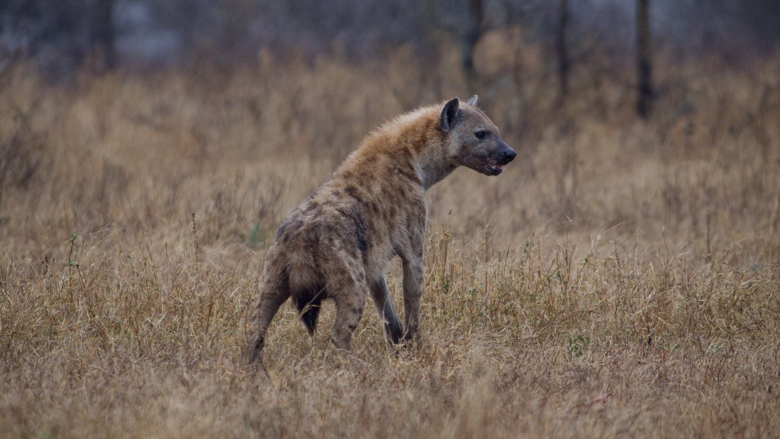 animal, hyena