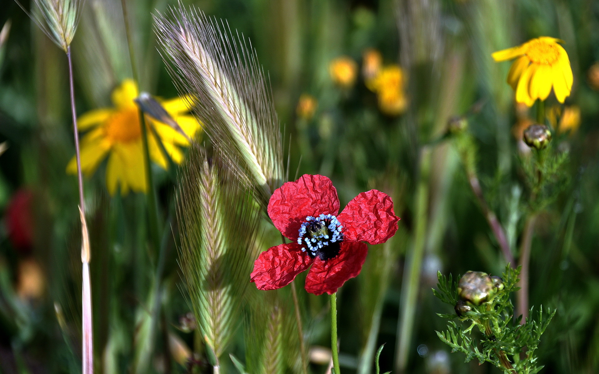 Laden Sie das Natur, Blumen, Weizen, Blume, Erde/natur-Bild kostenlos auf Ihren PC-Desktop herunter