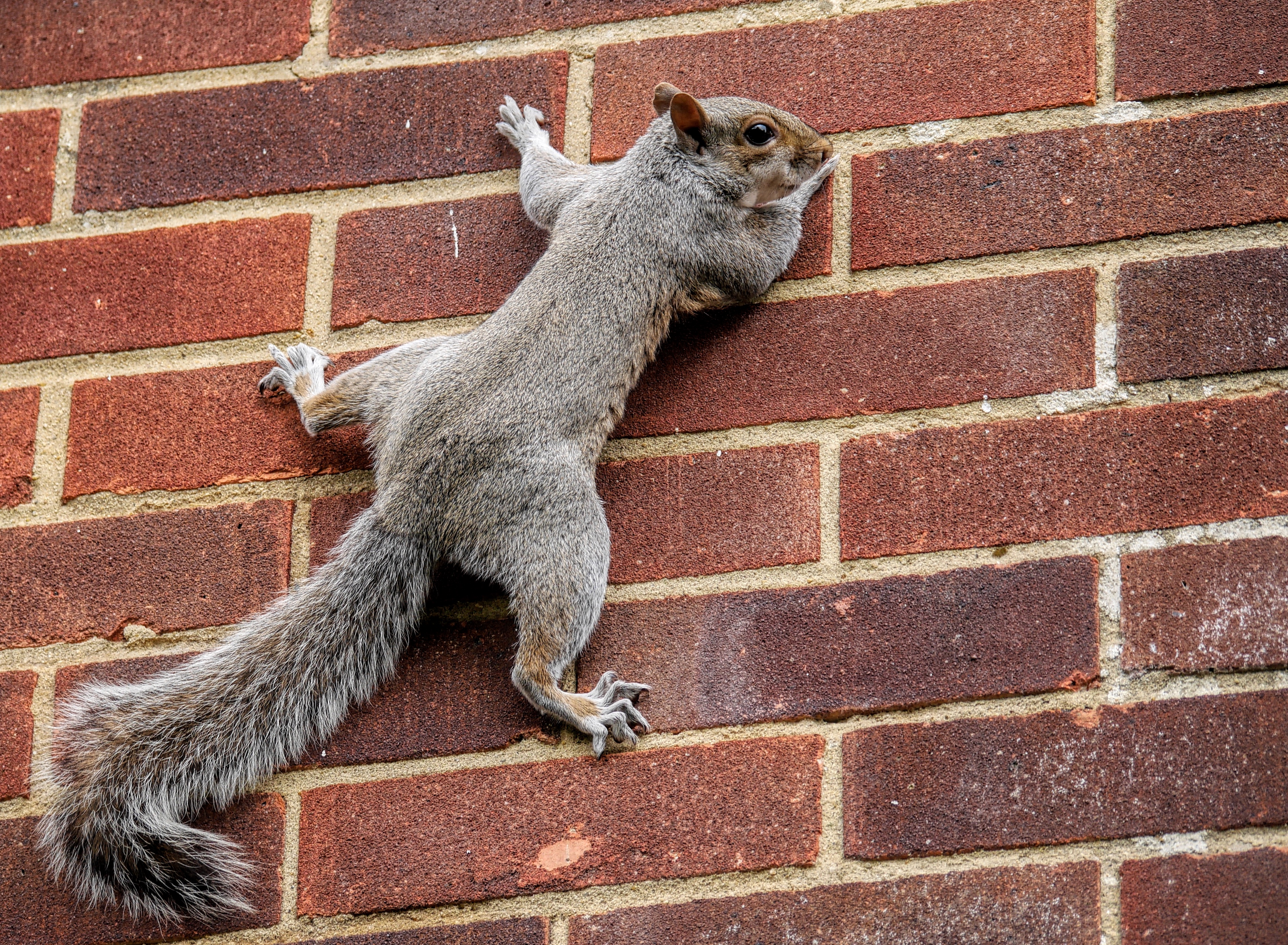 Download mobile wallpaper Squirrel, Animal, Brick for free.
