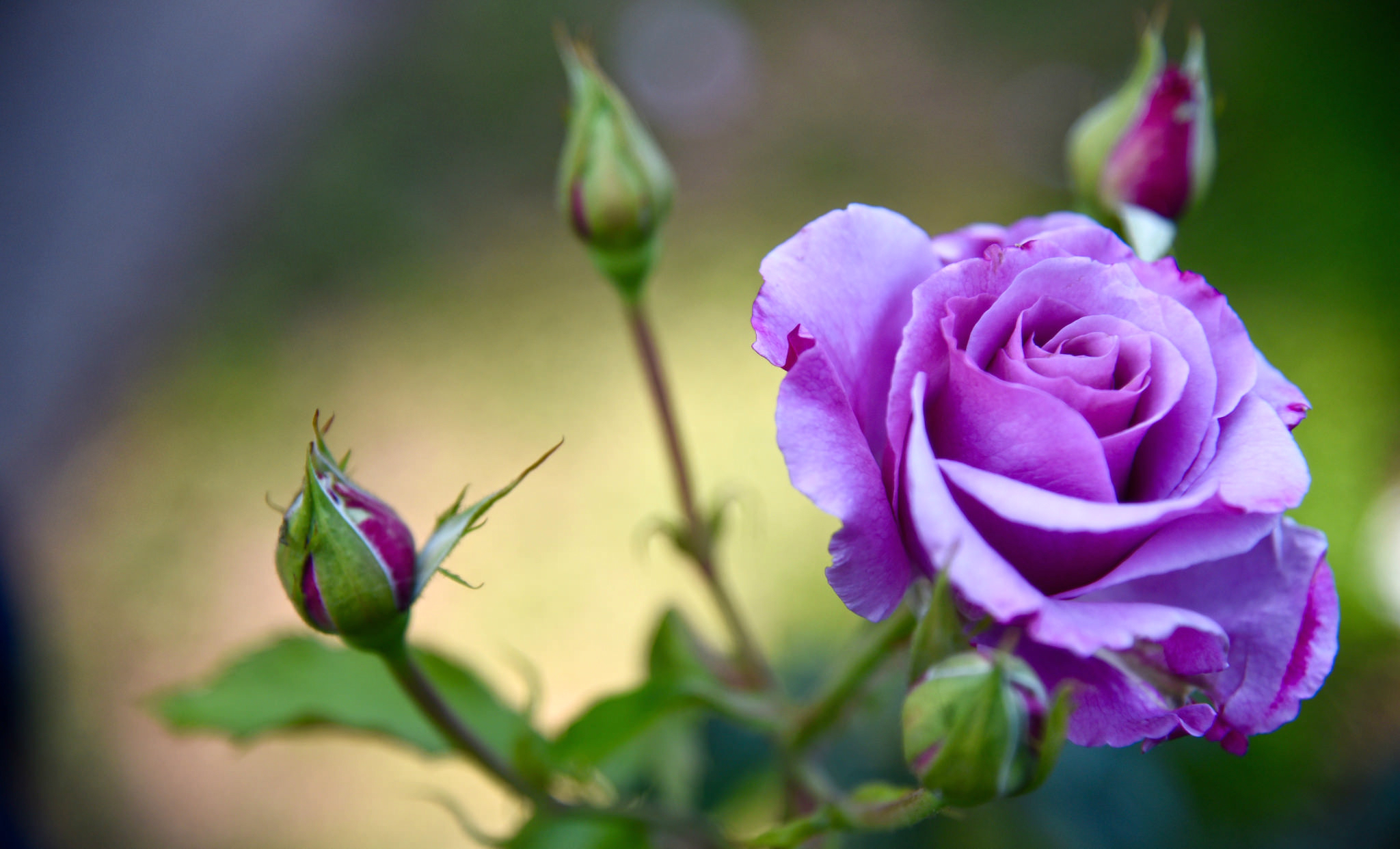 無料モバイル壁紙フラワーズ, 花, 大きい, 薔薇, 地球, 紫色の花をダウンロードします。