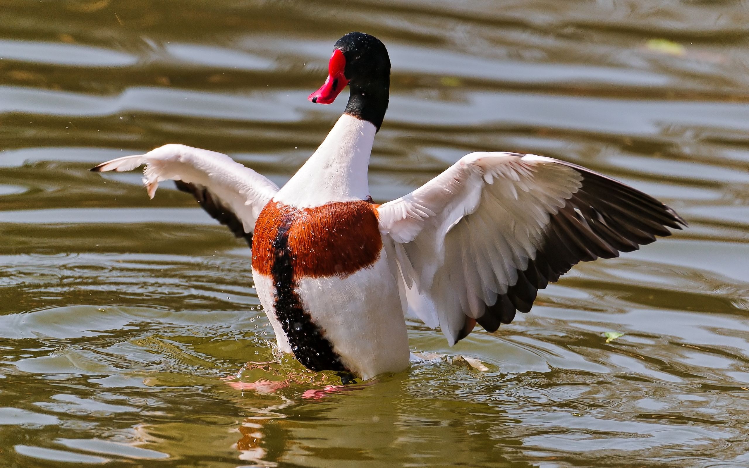 Handy-Wallpaper Ente, Vögel, Tiere kostenlos herunterladen.