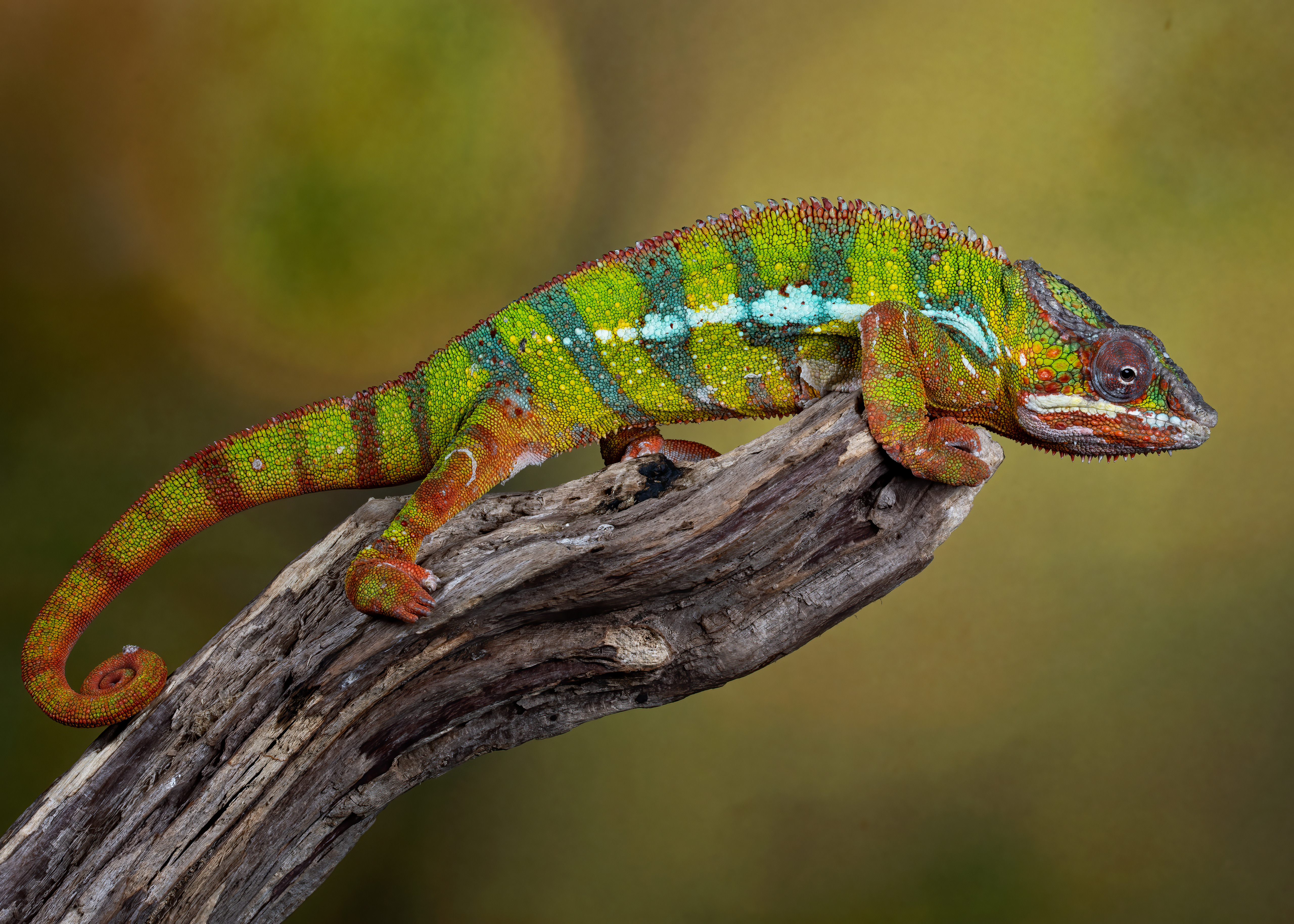 Baixar papel de parede para celular de Animais, Lagarto, Camaleão, Répteis gratuito.