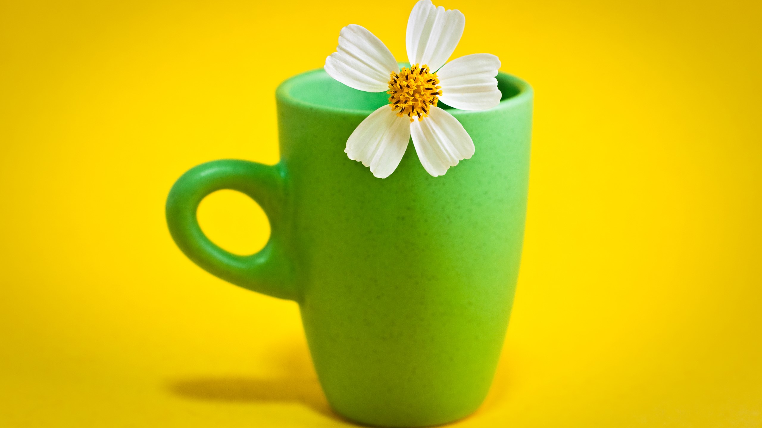 Laden Sie das Tasse, Fotografie, Weiße Blume, Stillleben, Kosmeen-Bild kostenlos auf Ihren PC-Desktop herunter