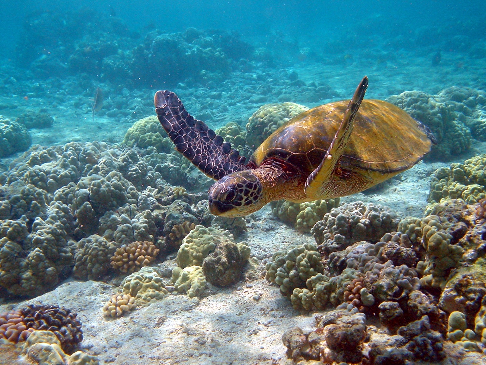 156800 baixar imagens animais, mundo subaquático, nadar, tartaruga - papéis de parede e protetores de tela gratuitamente