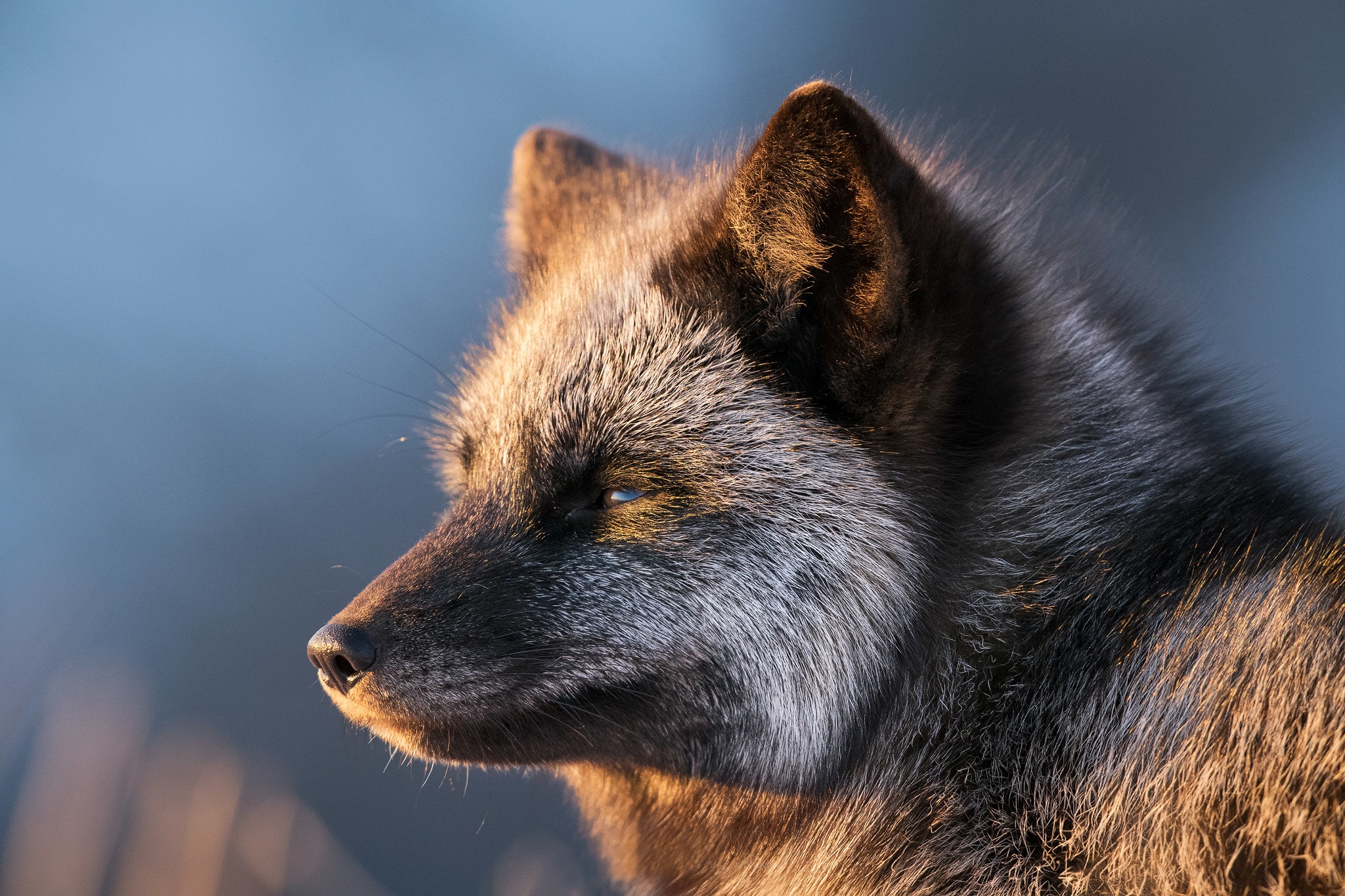 970516壁紙のダウンロード動物, 狐, シルバーフォックス (動物)-スクリーンセーバーと写真を無料で