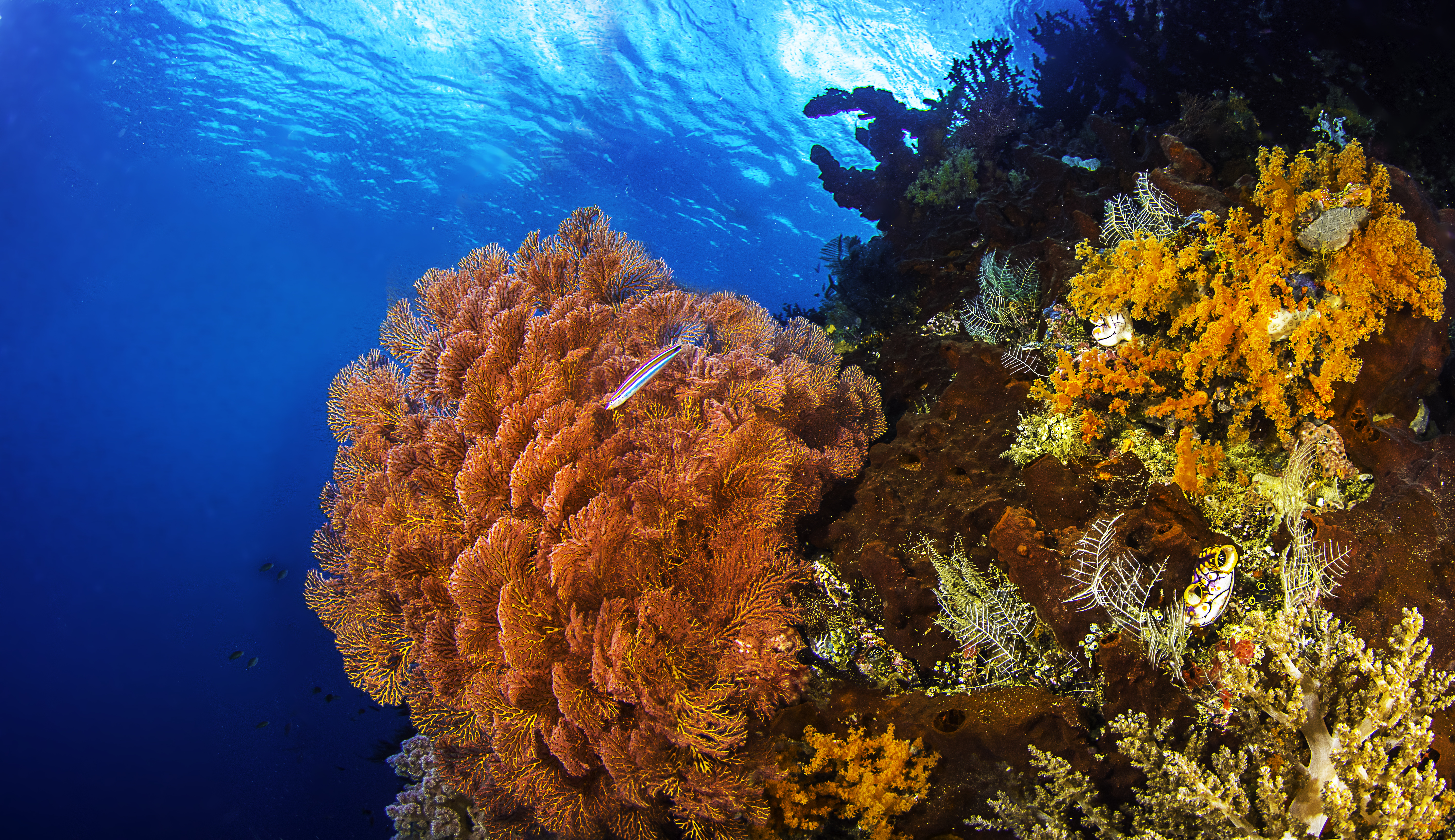 Скачать картинку Цвета, Рыба, Подводный, Коралловый Риф, Земля/природа в телефон бесплатно.