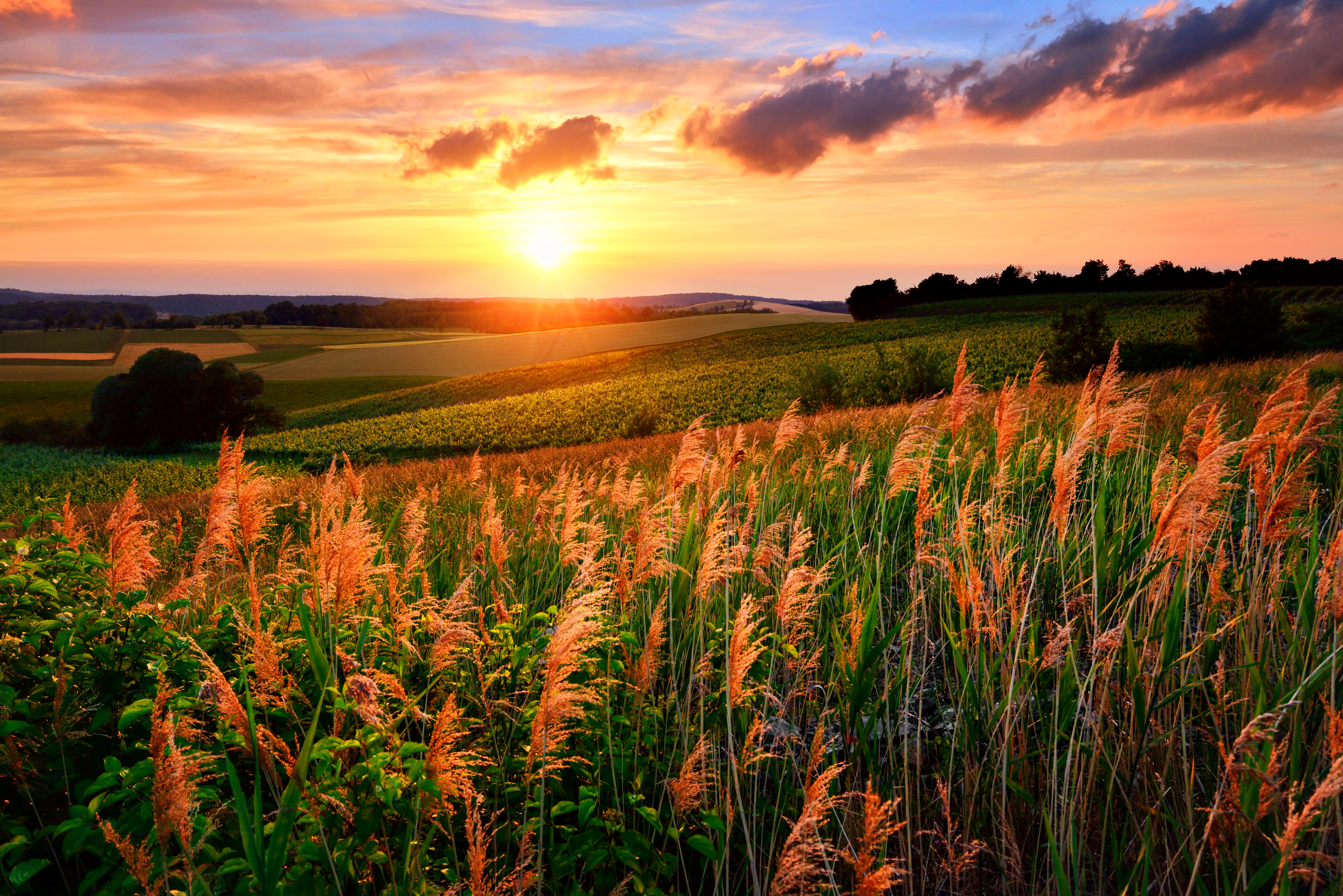 Laden Sie das Weizen, Baum, Feld, Sonnenuntergang, Erde/natur-Bild kostenlos auf Ihren PC-Desktop herunter