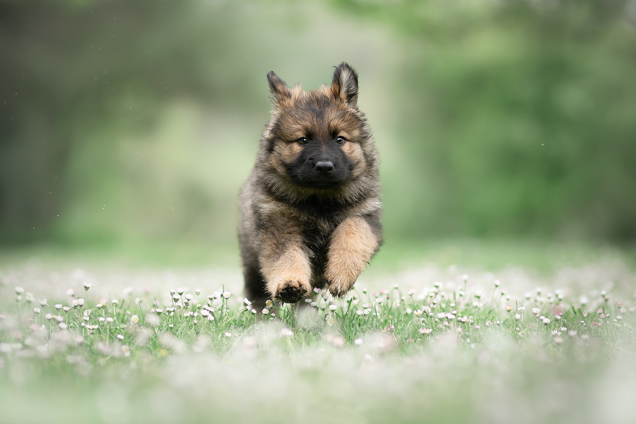 Download mobile wallpaper Dogs, Dog, Animal, Puppy, German Shepherd, Baby Animal, Depth Of Field for free.