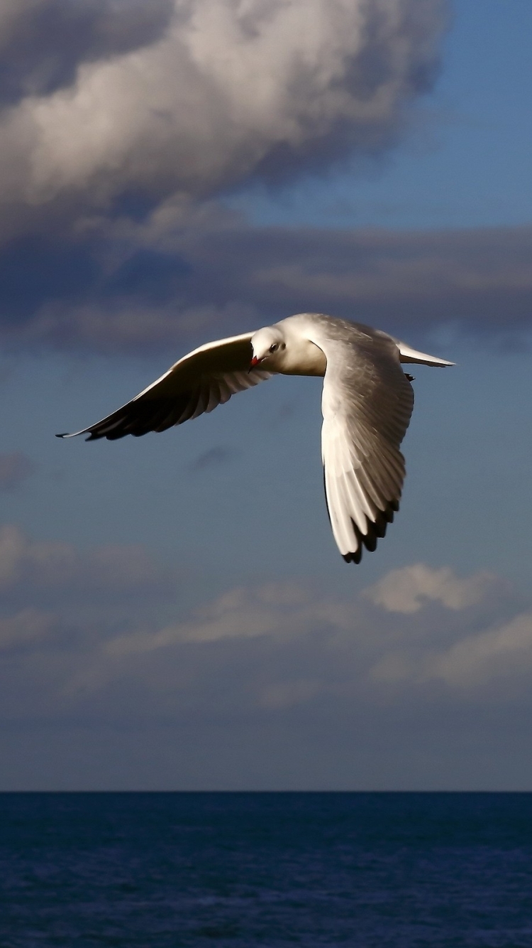 Téléchargez des papiers peints mobile Animaux, Oiseau, Des Oiseaux gratuitement.