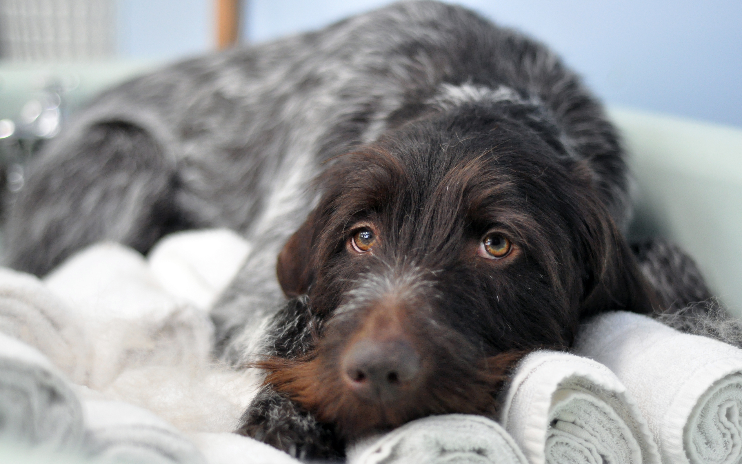 Handy-Wallpaper Hunde, Hund, Tiere kostenlos herunterladen.