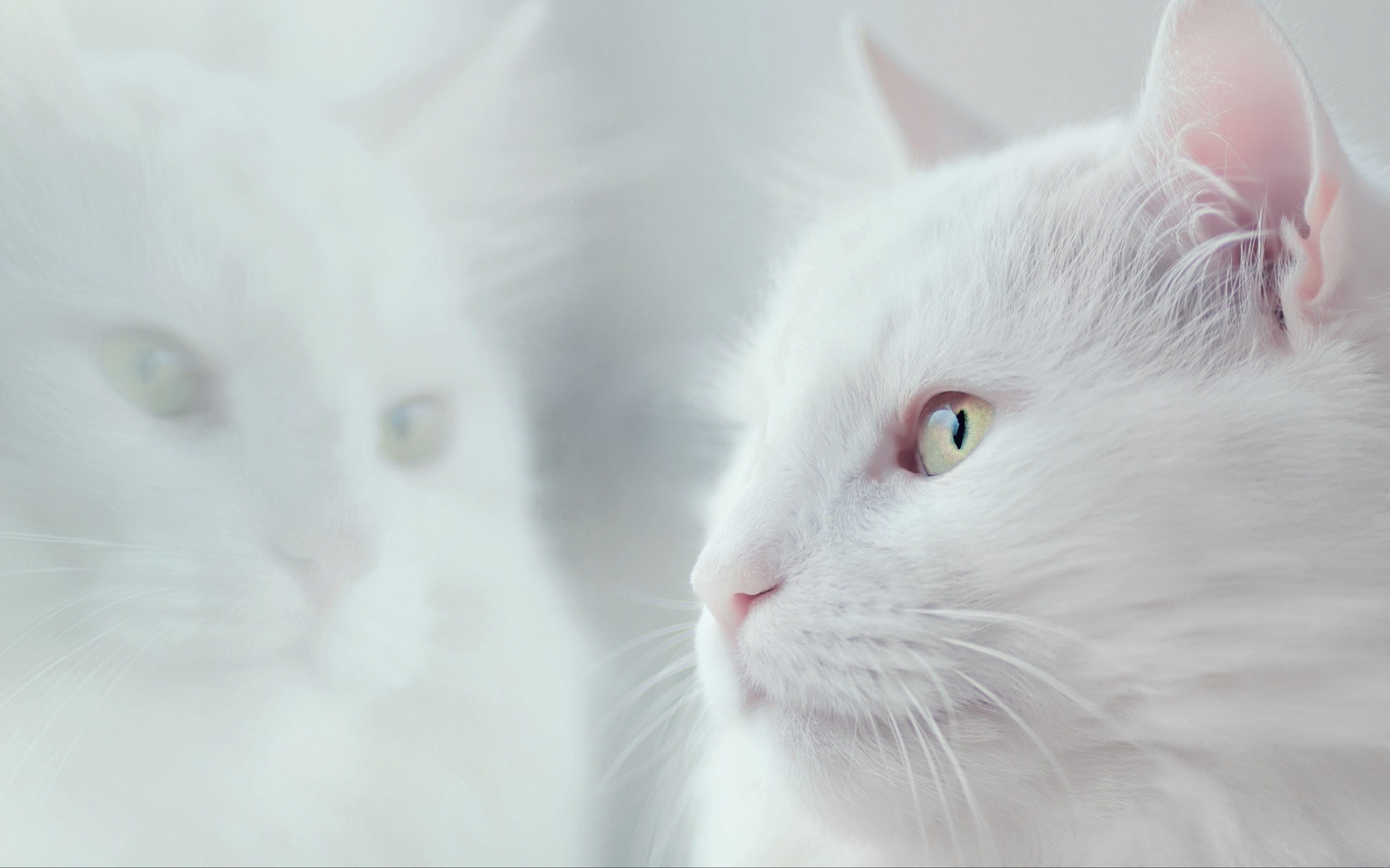 Descarga gratuita de fondo de pantalla para móvil de Animales, Gatos, Gato, Reflejo.