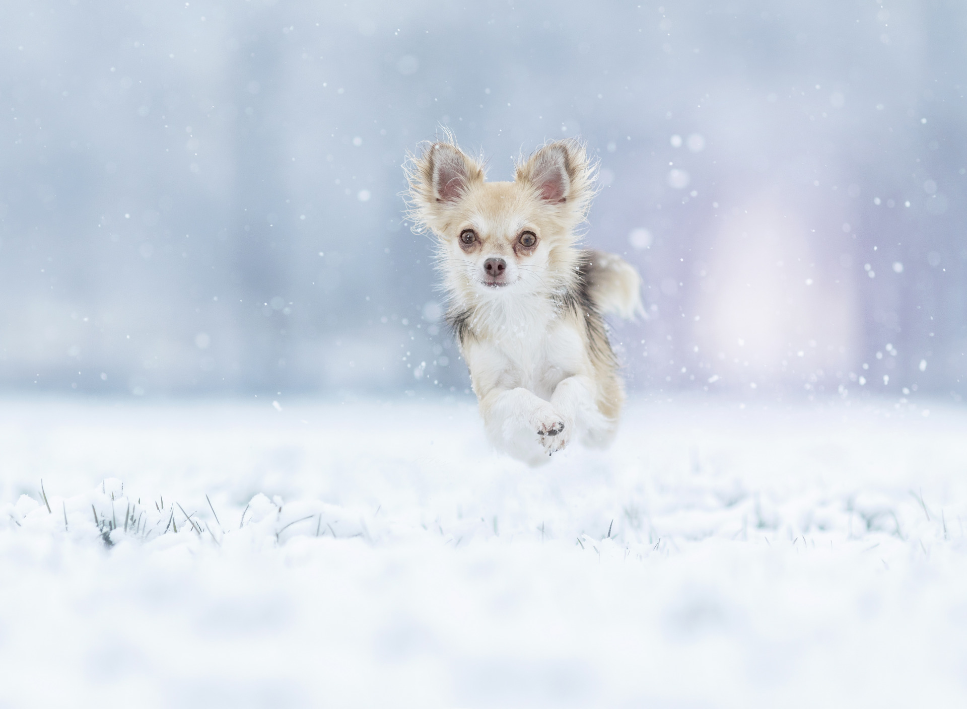 Descarga gratuita de fondo de pantalla para móvil de Animales, Invierno, Nieve, Perro, Correr, Chihuahua.