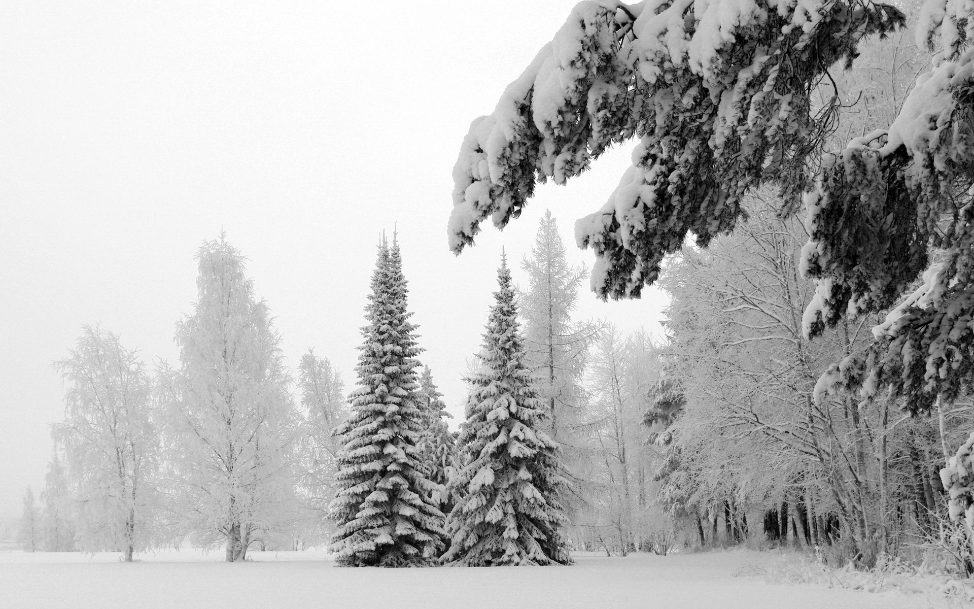 139701 Hintergrundbild herunterladen landschaft, winter, natur, schnee, weiß, geäst, zweig, frost, rauhreif, graue haare, graue seradiebe, polyana, glade, aß, aßen, schwere - Bildschirmschoner und Bilder kostenlos