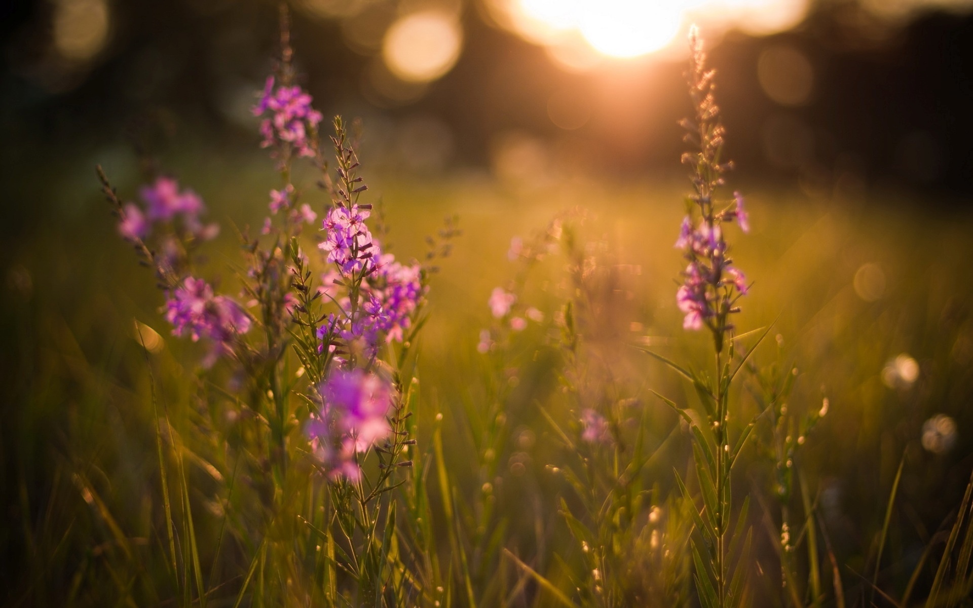 Descarga gratuita de fondo de pantalla para móvil de Flores, Flor, Tierra/naturaleza.