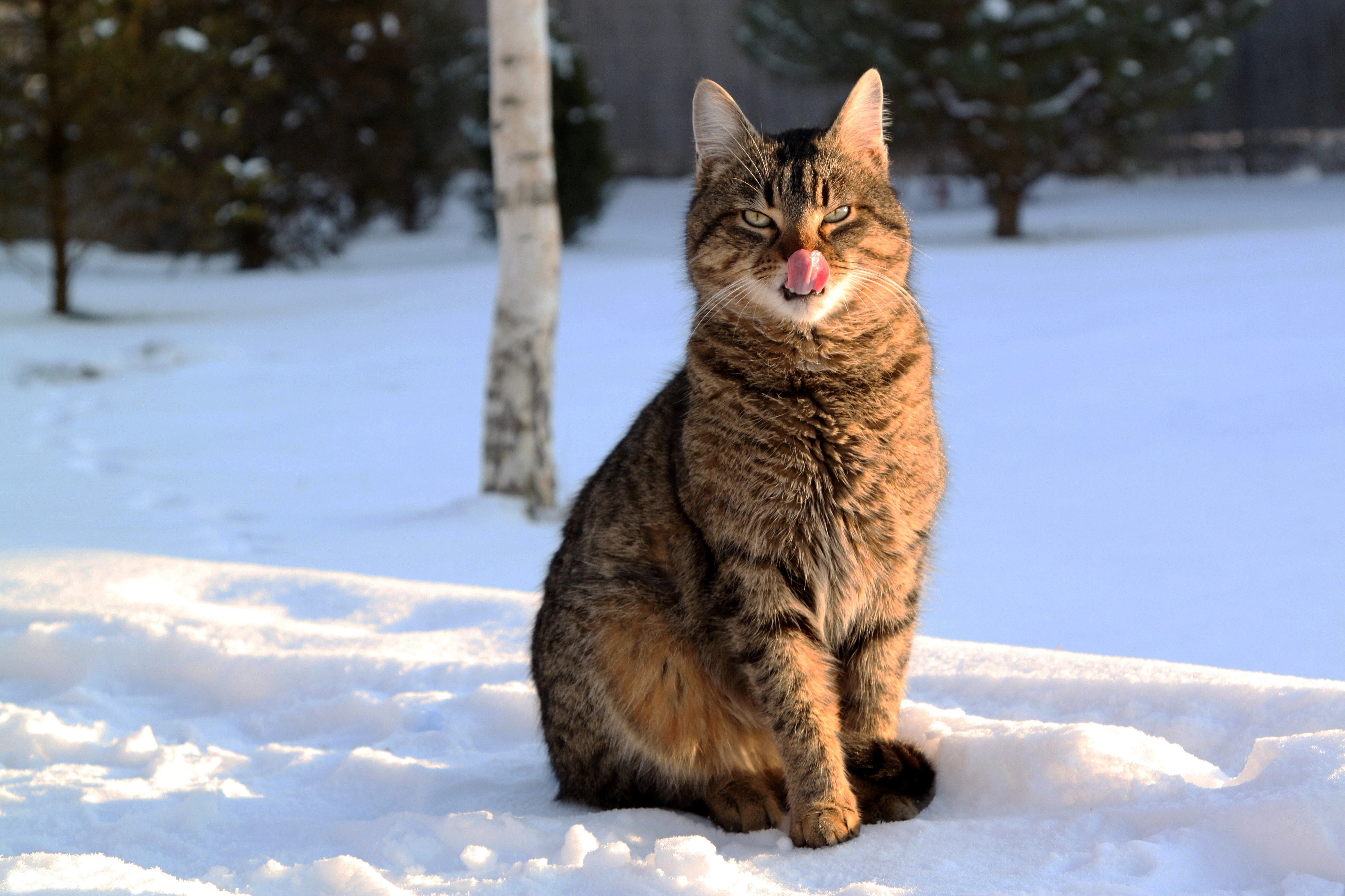 animals, winter, snow, cat, lick your lips, licking HD wallpaper